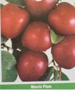 MORRIS PLUM 2-3 Ft Tall Fruit Tree Plums Plant Plums Plants Trees Garden Orchard - $43.60