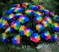 10 Seeds Rainbow Chrysanthemum Bright Color Plants Heirloom Seeds Sprout Quickly - £6.64 GBP