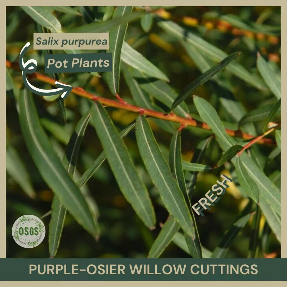 18&quot;&quot; Lot of 5 Purple-Osier Willow Cuttings Salix purpurea FRESH Native - £21.88 GBP