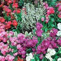 50 Fresh Seeds Stock Matthiola Incana Mixed - £9.23 GBP