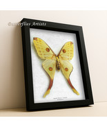 Real Giant Moth Argema Mittrei Female Comet Moon Framed Entomology Shado... - €110,69 EUR