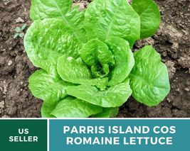 500 Lettuce Parris Island Cos Romaine Seeds Lactuca sativa Heirloom Vegetable - £12.67 GBP