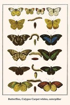 Butterflies, Calypso Carpet whites, caterpillar 20 x 30 Poster - $25.98