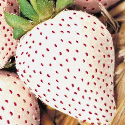 VC 200 White Wonder Strawberry Seeds Spring Perennial Heirloom Fast Ship... - $8.60