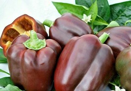 Fresh 51+Chocolate Beauty Sweet Bell Pepper Seeds Organic Vegetable Cont... - $6.50