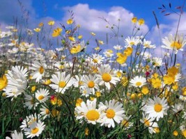 Garden Store 450 Seeds Roman Chamomile Chamaemelum Nobile Herb Flower - £7.65 GBP