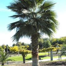 Fast Ship USA Seller Washingtonia Robusta Mexican Fan Palm Skyduster 10 Seeds - $18.40