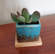 Blue Ice Crack Ceramic Succulent Planter with Live Jade Plant, Crassula Ovata - £15.13 GBP