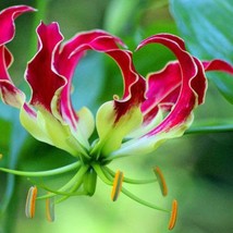 Gloriosa Rothschildiana Flame Fire Lily 40 Seeds Garden - £17.84 GBP