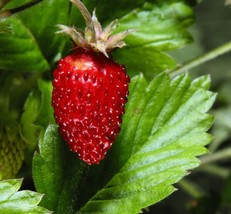 OKB 50 Alpine Strawberry ‘Reine Des Vallees’ - Fragaria Vesca - Best Fla... - £11.53 GBP