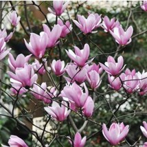 Jane Magnolia. (live tree seedling 7 to 13 inches) - $13.86