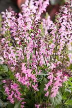 FREE SHIPPING 50 Pink Dawn Salvia Seeds Flower Seed Perennial Flowers Bee - £13.54 GBP