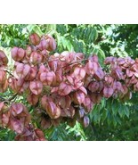 Goldenrain Tree - Pride of India - Koelreuteria paniculata - 200 seeds (... - £3.12 GBP