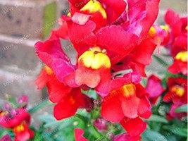 Multi Color Antirrhinum Majus Seed Common Snapdragon Perennial Flower Garden Fre - $6.80