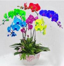 25pc ORCHID SEEDS Garden Plant Flower bloom rare exotic  - £11.98 GBP