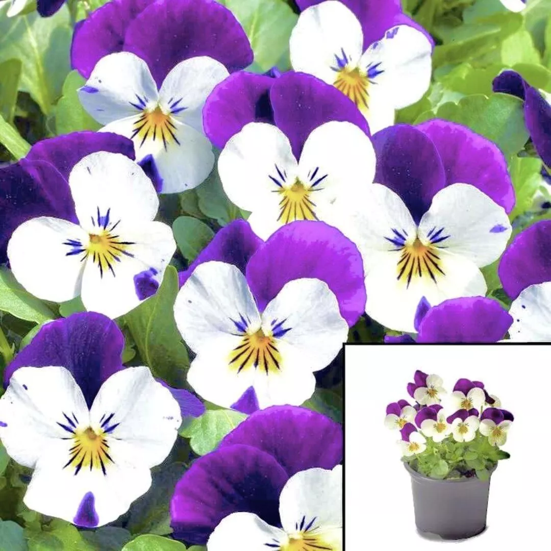 Viola White Purple 4Inches Plant Helen Mount Pansy Plentifall Frost Live... - $19.99