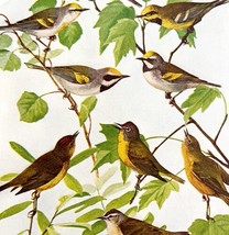 Warbler Varieties #1 1936 Bird Lithograph Color Plate Print DWU12C - £19.31 GBP