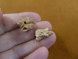 (R309-10) 2 pc Fulgurite lightning strike beach fused sand Sahara Desert Morocco - £9.39 GBP