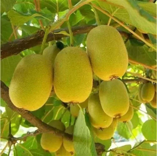 50Yellow Heart Kiwi Variety Fruit Seed Fresh Gardening USA Shipping - £7.53 GBP