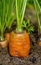 Carrots, Danvers 126, Heirloom, Organicly Grown 25+ Seeds - £1.96 GBP