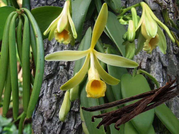 Variegated Vanilla Bean Orchid Vanilla Planifolia Variegata Live Starter Plant F - £47.83 GBP