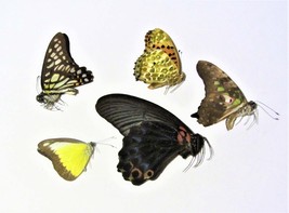 5 real wholesale butterfly, mix, lot, unmounted, wings, closed, insect, taxiderm - £19.91 GBP