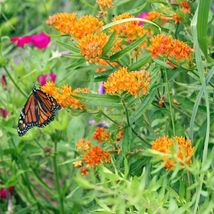 Butterfly Milkweed Seeds |Attract Butterflies in your Garden Non-GMO 100+ Seeds - £9.43 GBP