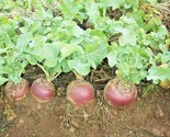 1 Oz Purple Top Rutabaga Seeds Organic Spring Fall Vegetable Garden Cont... - £11.22 GBP