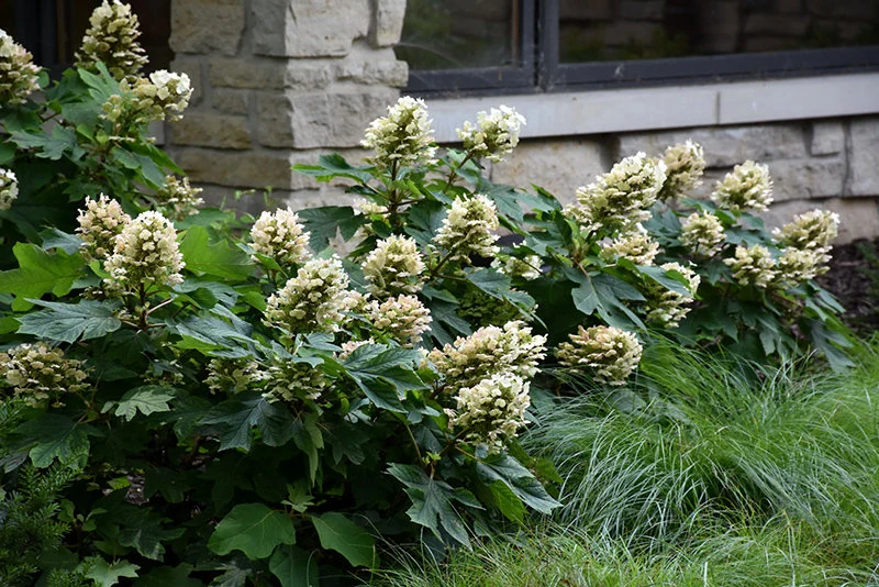 MUNCHKIN OAKLEAF HYDRANGEA 4" POT image 3