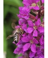 Purple Loosestrife, Lythrum Virgatum - 300 Seeds  - $17.43 CAD