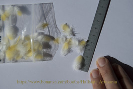 50 yellow feathers of 2 and 2.5 cm / 50 plumas amarillas de 2 y 2,5 cm - £9.88 GBP