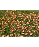 50 Salmon Flax Linum Grandiflorum 1 Salmon Pink Flower With Red Eyes See... - $277.39 MXN