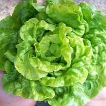 500 Lettuce Seeds Tom Thumb Heirloom Organic Dwarf Lettuce By Seedstocherish Fas - £11.26 GBP