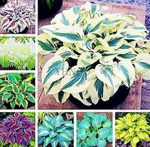 100 pcs Coloful Hosta Plants Perennials Lily Flower Full Shade Hosta Flower - $5.49