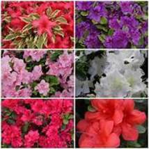 100 Mixed Japanese azalea seeds (Rhododendron lateritium Planch)Item NO.... - £8.40 GBP