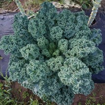 Berynita Store 1500 Dwarf Blue Curled Scotch Kale Seeds  Non-Gmo Heirloom - £8.98 GBP