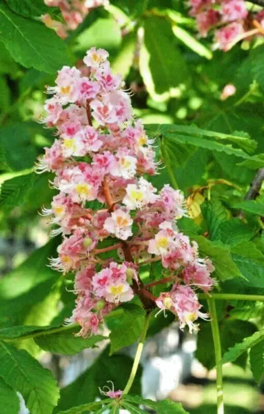 5 Pink Buckeye Damask Red Horse Chestnut Aesculus × Carnea Plantierensis Fresh S - £9.71 GBP