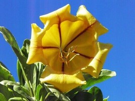 VARIEGATED CHALICE VINE-Solandra Maxima-Cup of Gold-Rare Plant-Coconut S... - £37.47 GBP