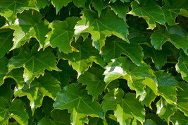 USA Non GMO Ivy Boston Ivy Climbing Vine Perennial 28 Seeds - £6.16 GBP