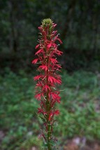 SGHOST Lobelia Cardinalis Cardinal Flower Queen Victoria 1 50 Seeds USA Seller - $9.85