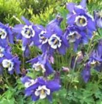 Columbine BLUE Perennial Native Spring Blooms Fall Planting  200 Seeds Non-GMO - £9.62 GBP