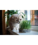 Cat Grass seeds, to grow in your living room, gift for him her mom dad c... - £7.93 GBP