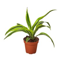 Dracaena Deremensis 'Lemon Lime'-4" Pot - $603.15 MXN