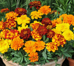 Grow In US Marigold French Signature Mix 25 Fresh Seeds Red Orange Yellow Pellet - £6.85 GBP