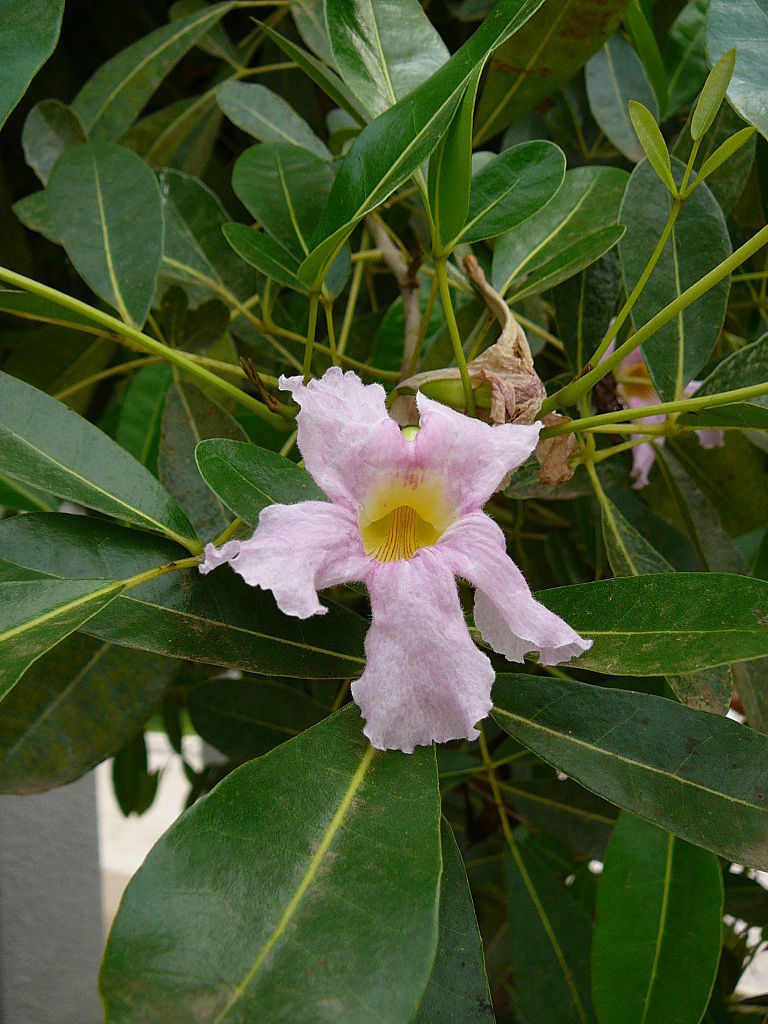 Tabebuia Rosea Rosy Trumpet Tree 5 seeds Fresh Gardening - $17.96