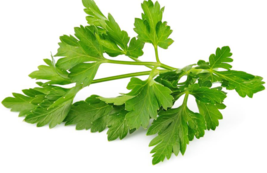 Winter Chervil herb 100 - 1500 seeds French Parsley Heirloom Garden Whol... - £1.26 GBP+
