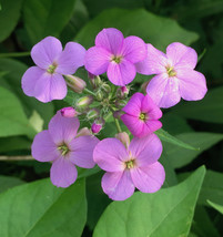 50 Purple Dames Rocket Seeds Flower Perennial - £14.35 GBP