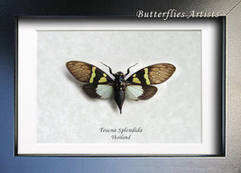 Vibrant Blue Tosena Splendida Real Cicada Framed Entomology Collectible ... - £39.16 GBP