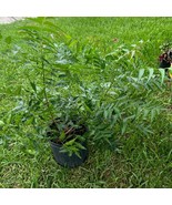 Neem Azadirachta Indica Tree 2Ft Up Tall Air Layer Tree No Shipping Ca N... - $170.00