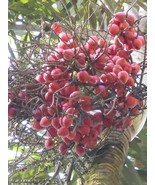 Normanbya normanbyi &quot;Black palm&quot; 25 seeds - $23.95